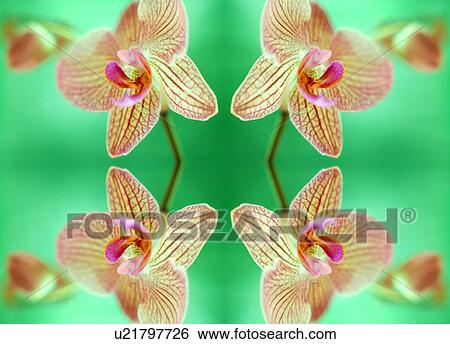 Stock Photograph - Orchid flowers. Fotosearch