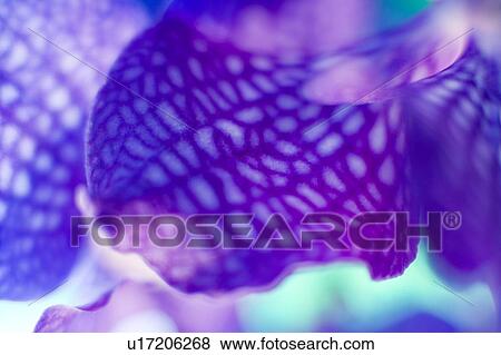Stock Photo - Orchid petals. Fotosearch