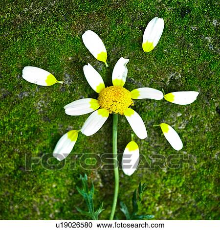 Stock Image - Overhead view of flower and petals lying on grass. Fotosearch
