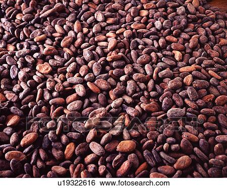 Stock Photograph - Overhead view of raw cocoa beans, chocolate ingredient. Fotosearch