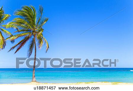 Stock Photo - Palm tree on beach, Dominican Republic, The Caribbean. Fotosearch