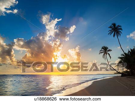 Stock Photograph - Palm tree silhouetted on beach at sunset, Dominican Republic, The Caribbean. Fotosearch