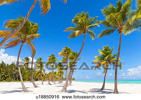 Palm trees and blue sky at beach, Dominican Republic, The Caribbean View Large Photo Image Stock Photograph - Palm trees and blue sky at beach, Dominican Republic, The Caribbean. Fotosearch