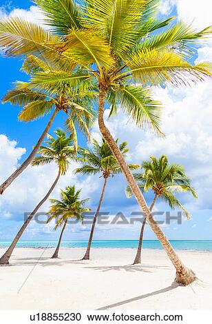 Palm trees leaning toward each other on beach, Dominican Republic, The Caribbean View Large Photo Image Stock Image - Palm trees leaning toward each other on beach, Dominican Republic, The Caribbean. Fotosearch