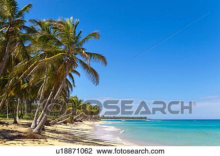 Palm tree's on beach, Dominican Republic, The Caribbean View Large Photo Image Stock Image - Palm tree's on beach, Dominican Republic, The Caribbean. Fotosearch