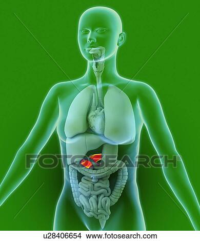 Pancreas, artwork View Large Photo Image Picture - Pancreas, artwork. Fotosearch