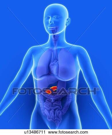 Stock Image - Pancreas, artwork. Fotosearch