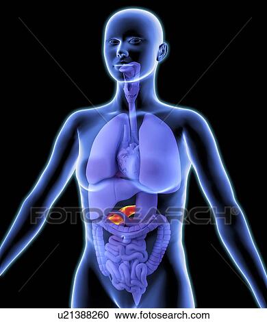 Stock Image - Pancreas, artwork. Fotosearch