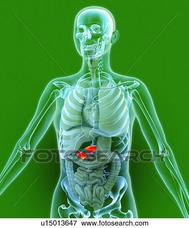 Stock Photo - Pancreas, artwork. Fotosearch