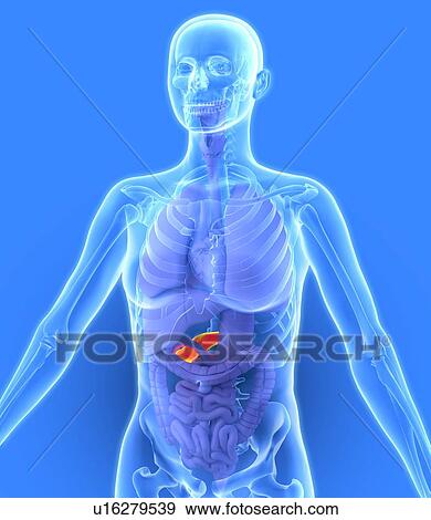 Stock Photo - Pancreas, artwork. Fotosearch