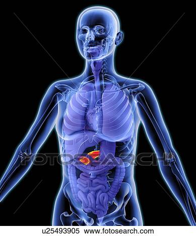 Stock Photography - Pancreas, artwork. Fotosearch