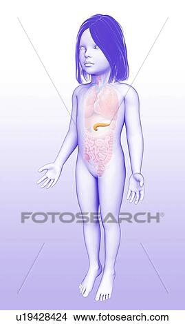 Pancreas of a child, illustration View Large Photo Image Picture - Pancreas of a child, illustration. Fotosearch