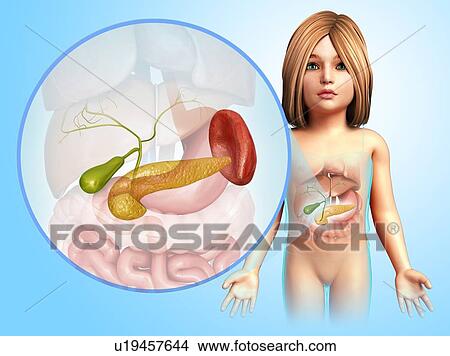 Pancreas of a child, illustration View Large Photo Image Picture - Pancreas of a child, illustration. Fotosearch