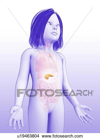 Pancreas of a child, illustration View Large Photo Image Picture - Pancreas of a child, illustration. Fotosearch