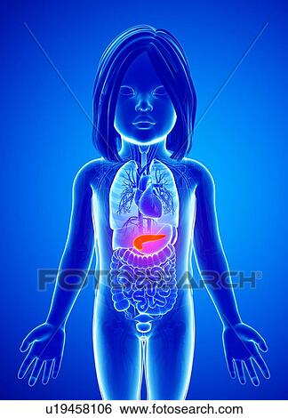 Pancreas of a child, illustration View Large Photo Image Stock Photograph - Pancreas of a child, illustration. Fotosearch