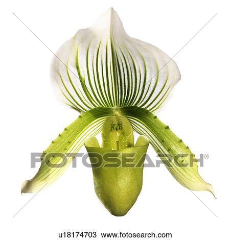 Stock Image - Paphiopedilum orchid (Paphiopedilum sp. ). Fotosearch