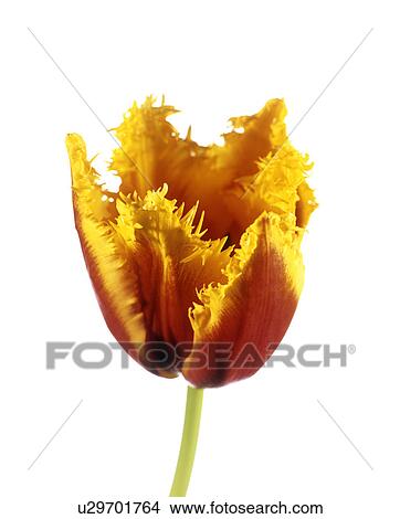 Picture - Parrot tulip (Tulipa sp. ). Fotosearch