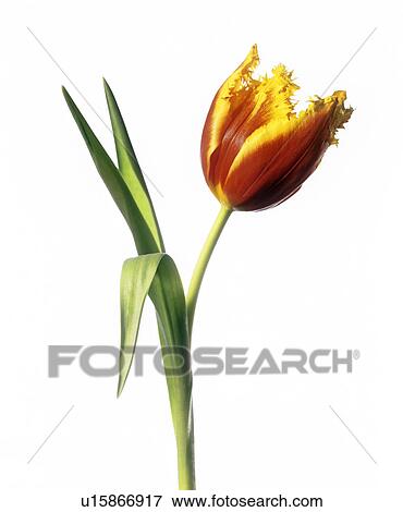 Stock Photo - Parrot tulip (Tulipa sp. ). Fotosearch