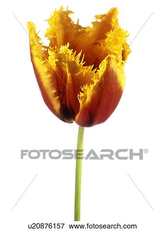 Stock Photo - Parrot tulip (Tulipa sp. ). Fotosearch