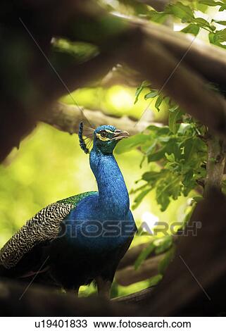 Peacock View Large Photo Image Stock Image - Peacock. Fotosearch