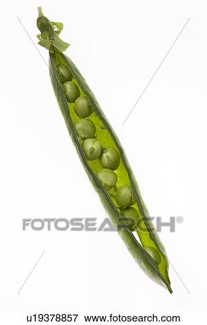 Stock Photo - Peas in a pod. Fotosearch