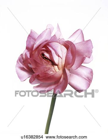 Picture - Persian buttercup (Ranunculus asiaticus). Fotosearch