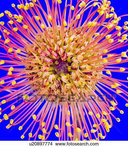 Picture - Pincushion flower (Leucospermum sp. ). Fotosearch