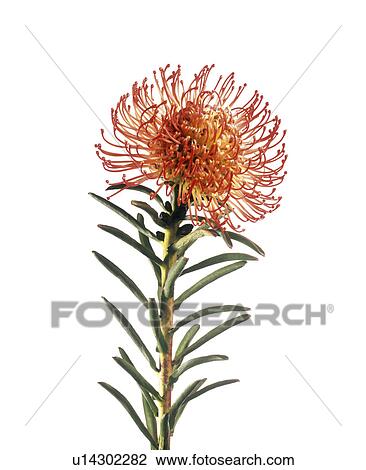 Pincushion flower (Leucospermum sp. ) View Large Photo Image Stock Image - Pincushion flower (Leucospermum sp. ). Fotosearch