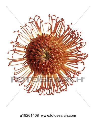 Stock Photo - Pincushion flower (Leucospermum sp. ). Fotosearch