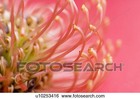 Stock Photograph - Pincushion flower (Leucospermum sp. ). Fotosearch