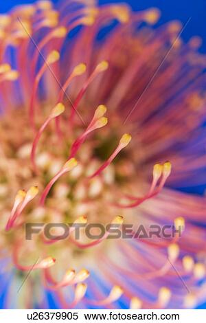 Pincushion flower (Leucospermum sp. ) View Large Photo Image Stock Photography - Pincushion flower (Leucospermum sp. ). Fotosearch