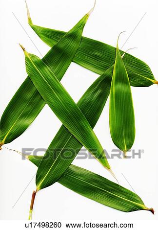 Stock Image - Plant leaves. Fotosearch
