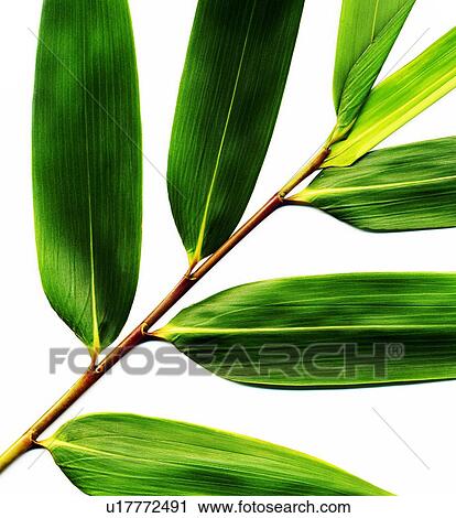 Plant leaves View Large Photo Image Stock Image - Plant leaves. Fotosearch