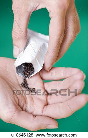 Plant seeds View Large Photo Image Stock Photo - Plant seeds. Fotosearch