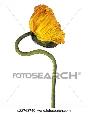 Stock Image - Poppy (Papaver sp. ). Fotosearch