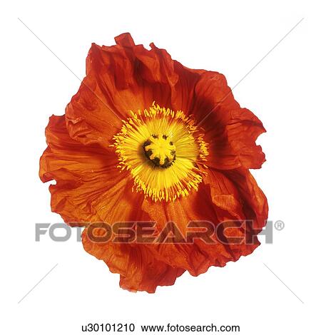 Stock Image - Poppy (Papaver sp. ). Fotosearch