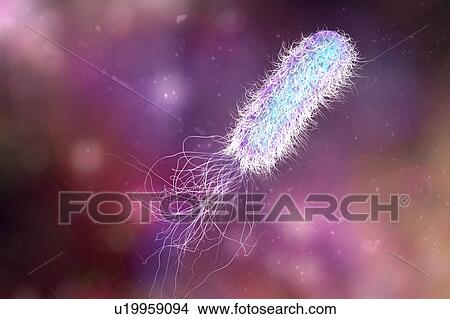 Pseudomonas bacterium, illustration View Large Photo Image Picture - Pseudomonas bacterium, illustration. Fotosearch