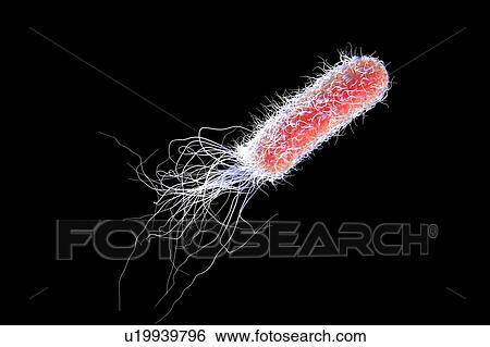Stock Photograph - Pseudomonas bacterium, illustration. Fotosearch