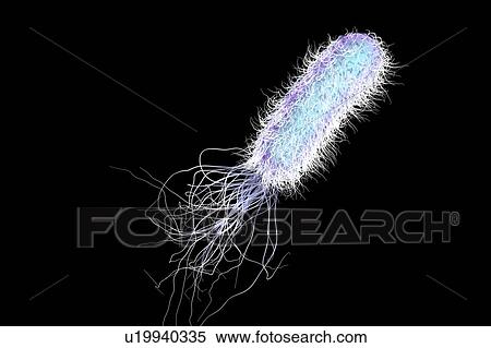 Pseudomonas bacterium, illustration View Large Photo Image Stock Photography - Pseudomonas bacterium, illustration. Fotosearch