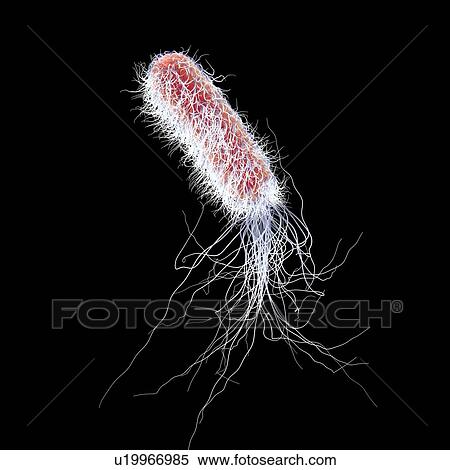Pseudomonas bacterium, illustration View Large Photo Image Stock Photography - Pseudomonas bacterium, illustration. Fotosearch
