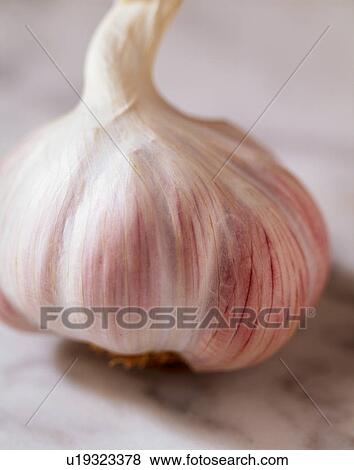 Purple garlic bulb View Large Photo Image Stock Photo - Purple garlic bulb. Fotosearch