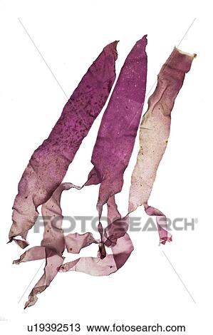 Purple seaweed View Large Photo Image Stock Image - Purple seaweed. Fotosearch