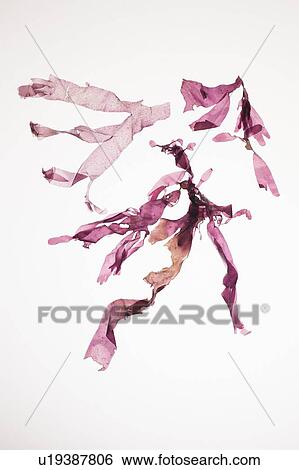 Stock Photograph - Purple seaweed. Fotosearch