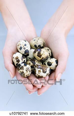 Stock Image - Quail eggs. Fotosearch