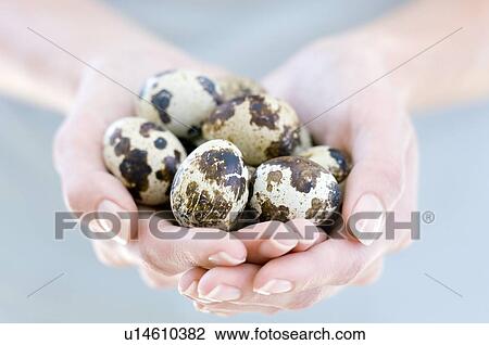 Quail eggs View Large Photo Image Stock Image - Quail eggs. Fotosearch