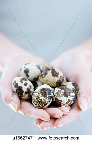 Stock Image - Quail eggs. Fotosearch