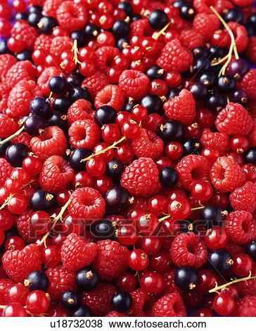 Stock Photo - Raspberries, blackcurrants and redcurrants, full frame, close-up. Fotosearch