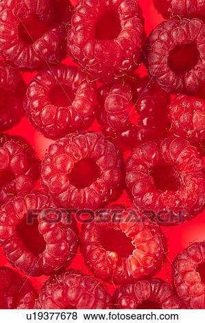 Raspberries full frame View Large Photo Image Stock Photo - Raspberries full frame. Fotosearch