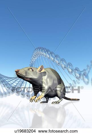Rat and DNA, illustration View Large Photo Image Picture - Rat and DNA, illustration. Fotosearch