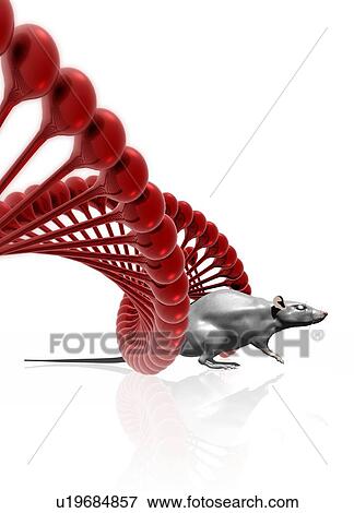 Stock Photo - Rat and DNA, illustration. Fotosearch